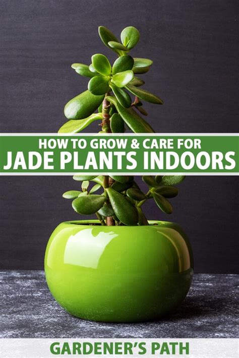 moisture meter jade plant|watering jade plant indoors.